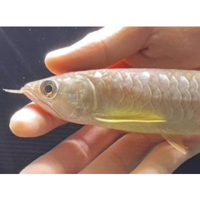 画像4: 紅尾金龍　FOREVER Arowana Aquaculture(2）