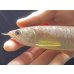 画像4: 紅尾金龍　FOREVER Arowana Aquaculture(2） (4)