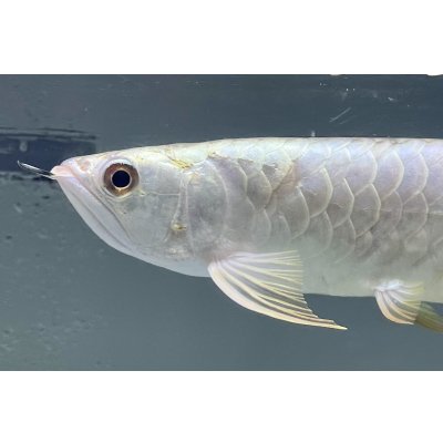 画像3: 過背金龍レディアンスゴールド　FOREVER ArowanaAquaculture(10)