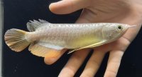 紅尾金龍　FOREVER Arowana Aquaculture(6）