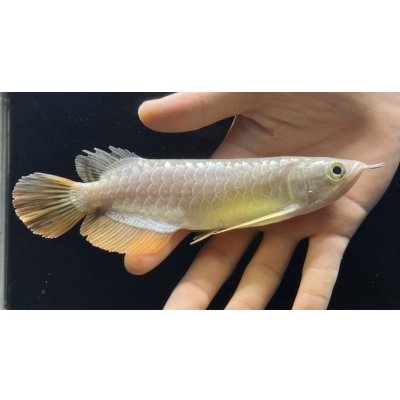 画像1: 紅尾金龍　FOREVER Arowana Aquaculture(6）