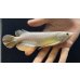 画像1: 紅尾金龍　FOREVER Arowana Aquaculture(6） (1)