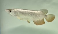 過背金龍　FOREVER ArowanaAquaculture(10)
