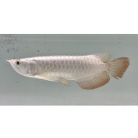 過背金龍レディアンスゴールド　FOREVER ArowanaAquaculture(9)