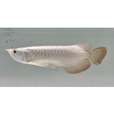 画像1: 過背金龍レディアンスゴールド　FOREVER ArowanaAquaculture(9)