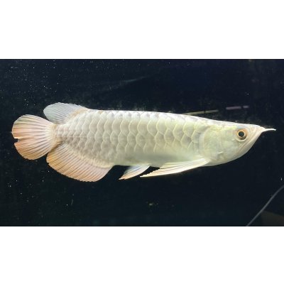 画像2: 過背金龍レディアンスゴールド　FOREVER ArowanaAquaculture(8)