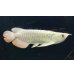 画像2: 過背金龍レディアンスゴールド　FOREVER ArowanaAquaculture(8) (2)