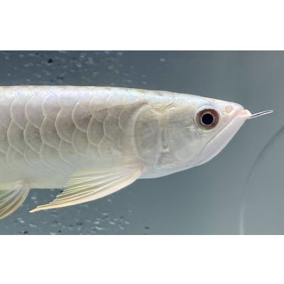 画像4: 過背金龍レディアンスゴールド　FOREVER ArowanaAquaculture(10)
