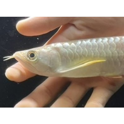 画像4: 紅尾金龍　FOREVER Arowana Aquaculture(1）