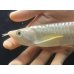 画像4: 紅尾金龍　FOREVER Arowana Aquaculture(1） (4)