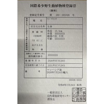 画像6: 紅尾金龍　FOREVER Arowana Aquaculture(2）