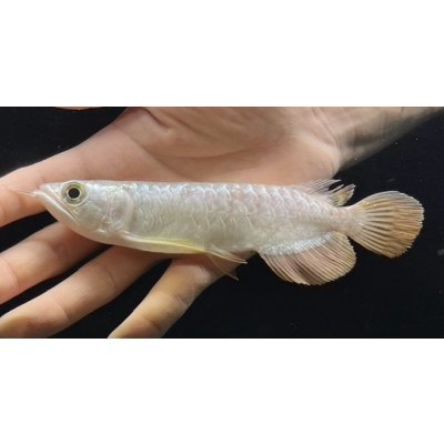 画像2: 紅尾金龍　FOREVER Arowana Aquaculture(5）
