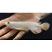 画像2: 紅尾金龍　FOREVER Arowana Aquaculture(5） (2)