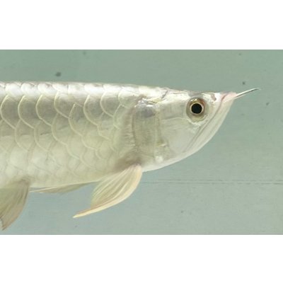画像4: 過背金龍レディアンスゴールド　FOREVER ArowanaAquaculture(9)