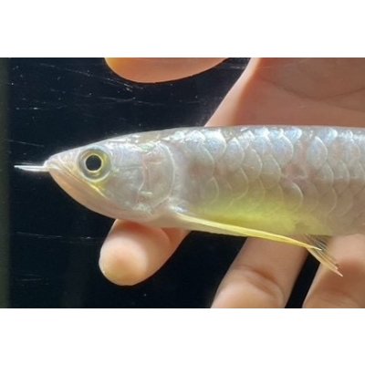 画像4: 紅尾金龍　FOREVER Arowana Aquaculture(3）