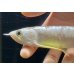 画像4: 紅尾金龍　FOREVER Arowana Aquaculture(3） (4)