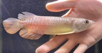 紅尾金龍　FOREVER Arowana Aquaculture(2）