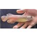 画像1: 紅尾金龍　FOREVER Arowana Aquaculture(2） (1)
