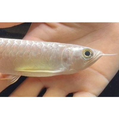画像3: 紅尾金龍　FOREVER Arowana Aquaculture(5）