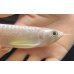 画像3: 紅尾金龍　FOREVER Arowana Aquaculture(5） (3)