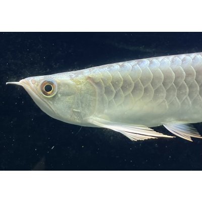 画像3: 過背金龍レディアンスゴールド　FOREVER ArowanaAquaculture(8)