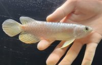 紅尾金龍　FOREVER Arowana Aquaculture(3）