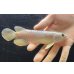 画像1: 紅尾金龍　FOREVER Arowana Aquaculture(3） (1)