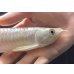 画像3: 紅尾金龍　FOREVER Arowana Aquaculture(1） (3)