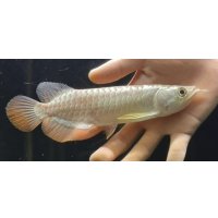 紅尾金龍　FOREVER Arowana Aquaculture(1）