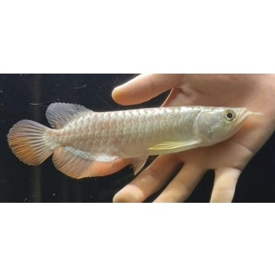 画像1: 紅尾金龍　FOREVER Arowana Aquaculture(1）
