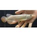 画像1: 紅尾金龍　FOREVER Arowana Aquaculture(1） (1)