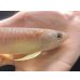 画像3: 紅尾金龍　FOREVER Arowana Aquaculture(2） (3)