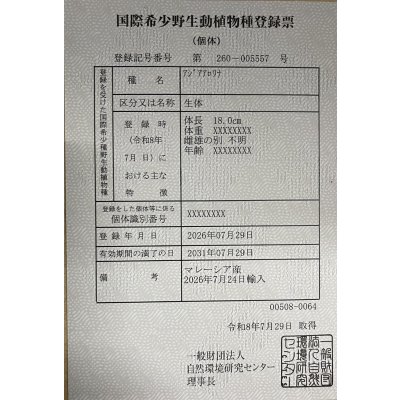 画像6: 過背金龍　FOREVER ArowanaAquaculture(9)