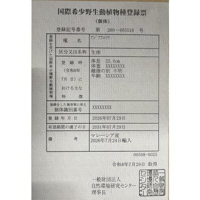 画像6: 過背金龍レディアンスゴールド　FOREVER ArowanaAquaculture(9)