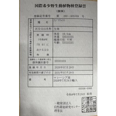 画像6: 過背金龍　FOREVER ArowanaAquaculture(10)