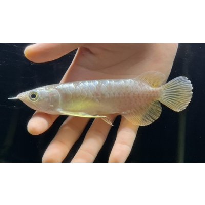 画像2: 紅尾金龍　FOREVER Arowana Aquaculture(3）