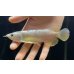 画像2: 紅尾金龍　FOREVER Arowana Aquaculture(3） (2)