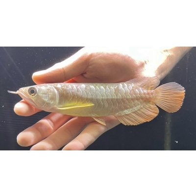 画像2: 紅尾金龍　FOREVER Arowana Aquaculture(2）