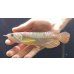 画像2: 紅尾金龍　FOREVER Arowana Aquaculture(2） (2)