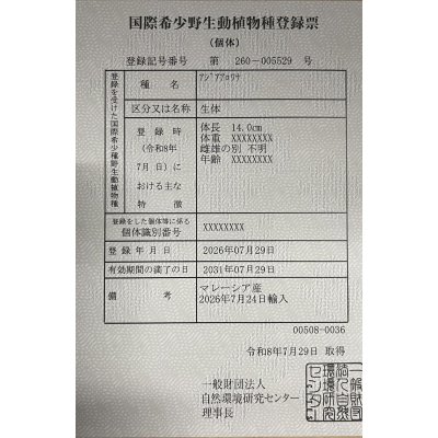 画像6: 紅尾金龍　FOREVER Arowana Aquaculture(3）