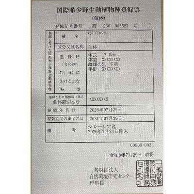 画像6: 紅尾金龍　FOREVER Arowana Aquaculture(1）