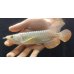 画像2: 紅尾金龍　FOREVER Arowana Aquaculture(1） (2)