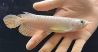 紅尾金龍　FOREVER Arowana Aquaculture(5）