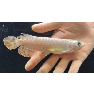 画像1: 紅尾金龍　FOREVER Arowana Aquaculture(5）
