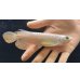 画像1: 紅尾金龍　FOREVER Arowana Aquaculture(5） (1)