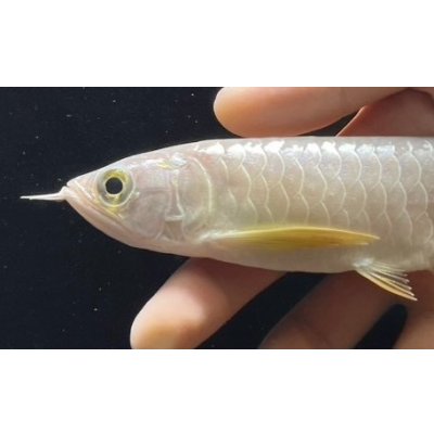 画像4: 紅尾金龍　FOREVER Arowana Aquaculture(6）
