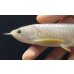 画像4: 紅尾金龍　FOREVER Arowana Aquaculture(6） (4)