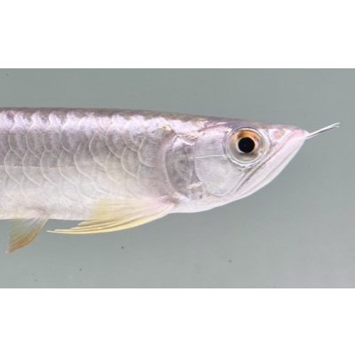 画像4: 過背金龍　FOREVER ArowanaAquaculture(8)