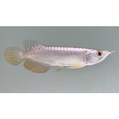 画像2: 過背金龍　FOREVER ArowanaAquaculture(8)