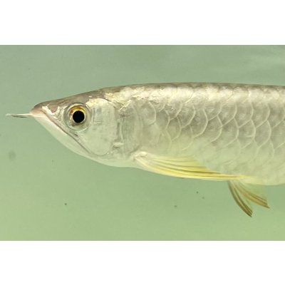 画像3: 過背金龍　FOREVER ArowanaAquaculture(10)